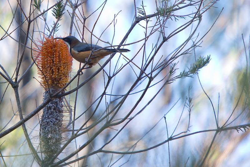 Bush & Bay Cottage Erowal Bay 部屋 写真